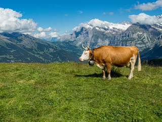 Fototapeta na wymiar Cow in Jungfrau region of Swiss Alps