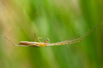 a large spider, yellow on the spider's web