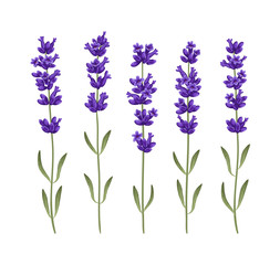 Set of lavender flowers. Vector illustrations EPS 10