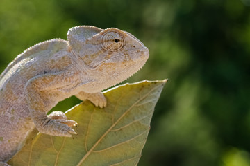Chameleon on branch, reptile on branch,chameleon