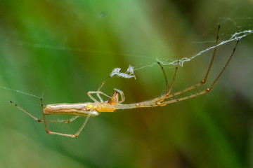 spider on web