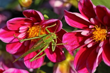 Weibliches Grünes Heupferd (Tettigonia viridissima) auf Collarette-Dahlie