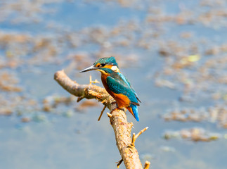 Kingfisher
