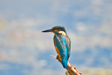 Kingfisher 