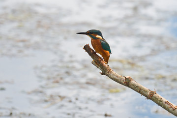 Kingfisher 