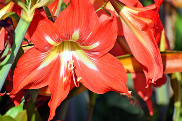 Tropical Orange Hibiscus