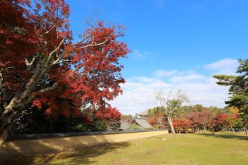奈良公園の紅葉