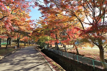 Naklejka na ściany i meble 奈良公園の紅葉