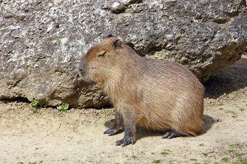 Capybara (hydrochoerus hydrochaeris)