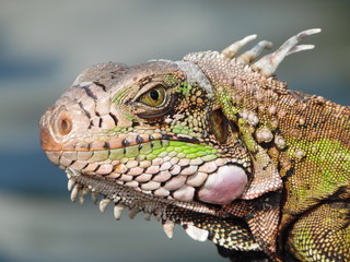 Reptil face close up