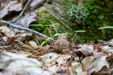 Toad in the Leaves