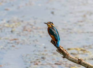 Kingfisher