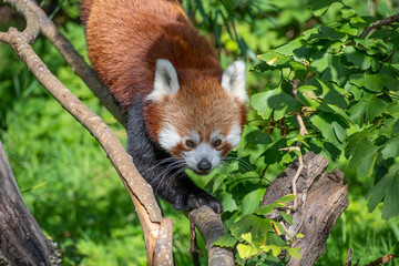 Red Panda walking along a branch