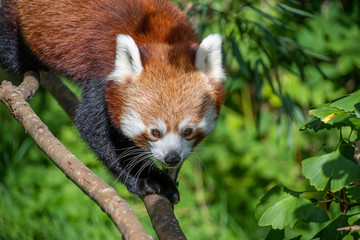Red Panda walking along a branch
