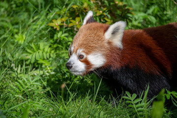 Naklejka premium Close portrait view of a Red panda