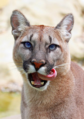 Cougar / puma licking