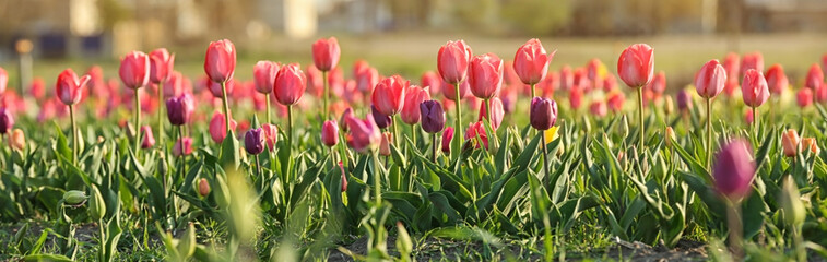 Field with fresh beautiful tulips. Blooming flowers