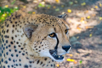 Cheetah, the fastest animal in the world