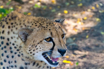 Cheetah, the fastest animal in the world