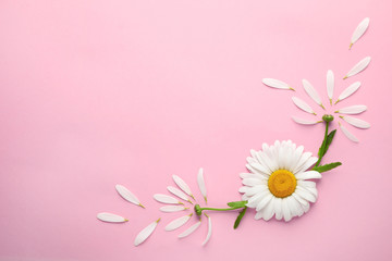Beautiful chamomile flowers on pink background, top view. Space for text © New Africa