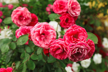 Beautiful blooming roses in garden on summer day