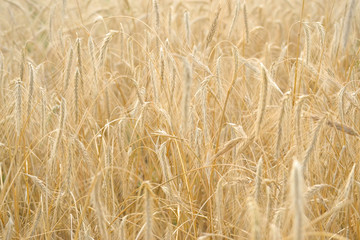 Wheat field. Ears of golden wheat close-up. Beautiful nature . Rural landscape under the shining sunlight. Background of ripening wheat field ears. The concept of a rich harvest.
