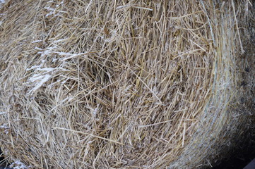 Soma zimą © Maciej