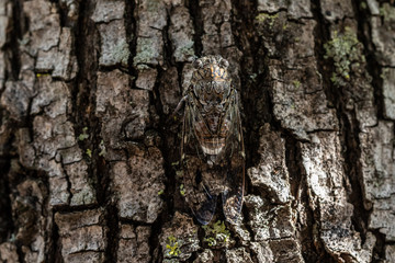 A close up and dorsal view of a winged Cicada resting on a tree trunk, showing disruptive coloration, an antipredator adaptation, with long wings and brown body.