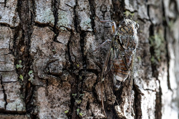 A macro and detailed view of a flying Cicada insect. At rest and camouflaged on a mature tree trunk. Arthropod body with copy space.