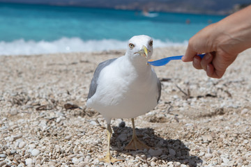 A point of view perspective of a person feeding a friendly common seagull (Larus argentatus), bird feeds from plastic spoon in the hand of a human.