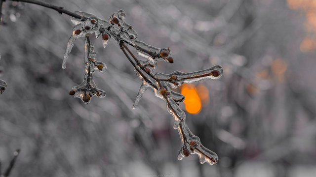 Fronzen nature