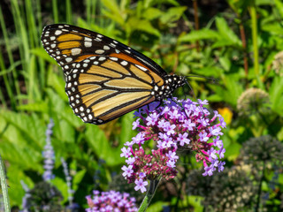 Monarch Butterfly