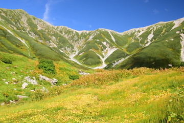 Fototapeta premium Autumn leaves in Tateyama alpine, Japan