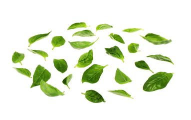 Basil leaves isolated on white. Layer for pizza