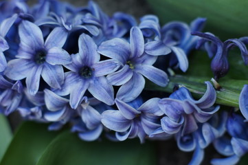 Hiacynt © Maciej
