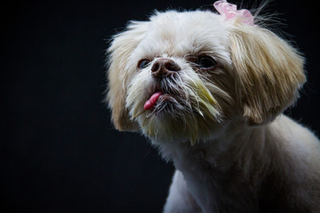 A small white Shih Tzu sitting in front of a black background Looking at the world around her.