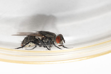 An extreme close-up and side view of a common house fly at rest, details of the small body and red compound eye, a common household pest and disease carrier.
