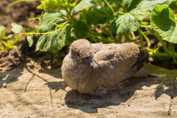 Wild pigeon chick. Eurasian collared dove (Streptopelia decaocto) is a dove species native to Europe and Asia. Streptopelia.