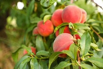 Fresh ripe peaches on tree in garden