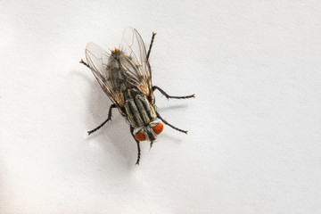 The common housefly is seen from above, isolated against a white background with room for copy, dorsal view of the Musca domestica, annoying pests in the home.