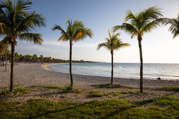 Obraz premium Palm on the sunset beach