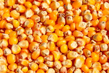 Vegetable background of a bright, yellow, ripe grain corn closeup. Texture of extracted and sun-dried seeds. Rich harvest of fodder crops for cattle. Vegetarian, vegan, lean food. Place for text.