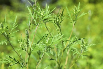 Fototapeta na wymiar Blooming ragweed plant (Ambrosia genus) outdoors, closeup. Seasonal allergy