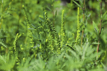 Blooming ragweed plant (Ambrosia genus) outdoors, closeup. Seasonal allergy