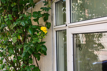 Tender yellow rose bush in front of the window in Copenhagen, Denmark. Nature in the city