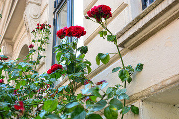 Fototapeta na wymiar Red rose bush in front of the window in Copenhagen, Denmark