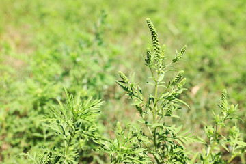 Blooming ragweed plant (Ambrosia genus) outdoors on sunny day. Seasonal allergy