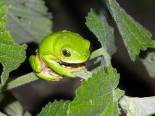 Perereca