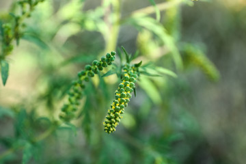 Blooming Ragweed (Ambrosia) bush outdoors, closeup. Seasonal allergy