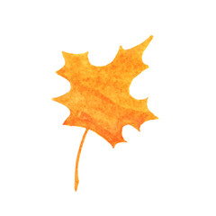 Hand drawn watercolor orange marple leaf isolated on white background.  Autumn illustration for greeting cards, wedding invitations, print